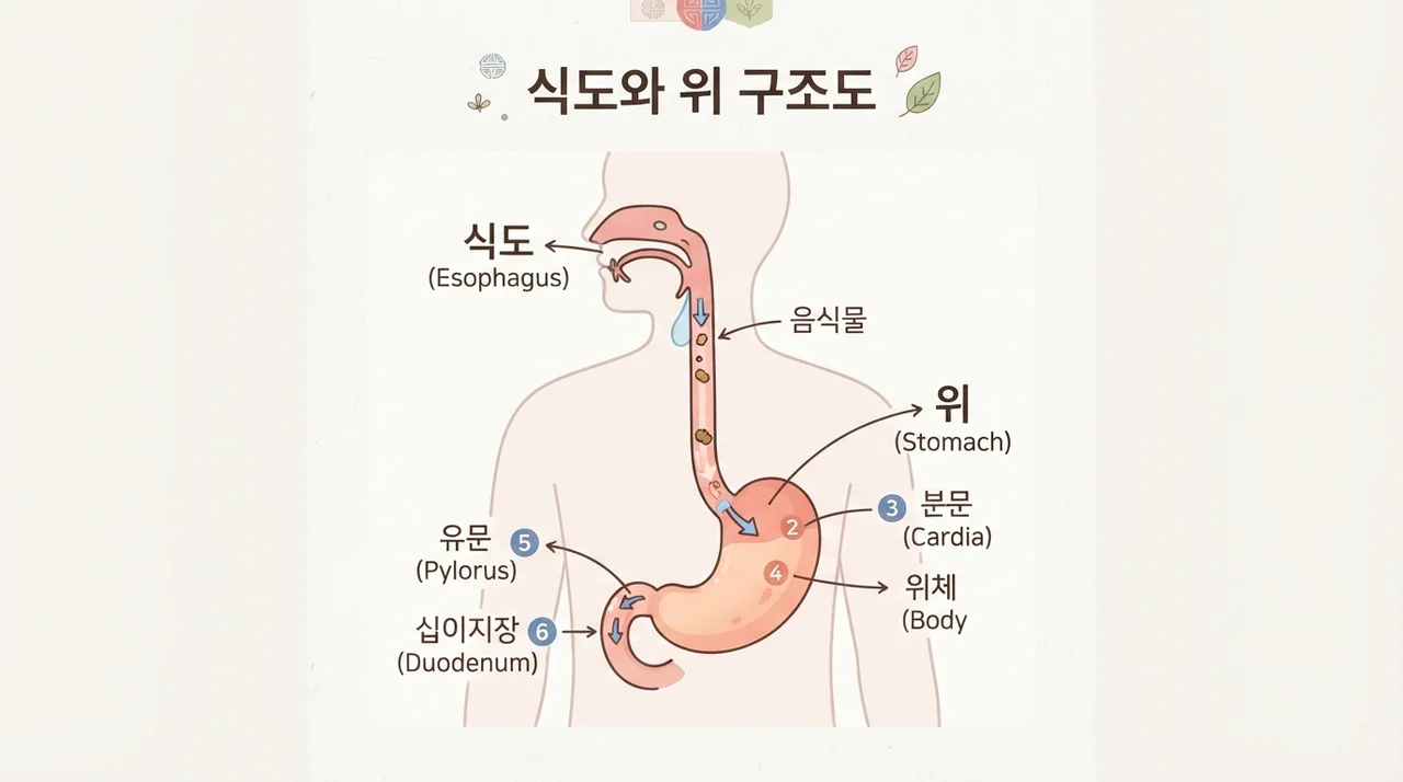 식후 바로 눕는 습관이 위험한 이유