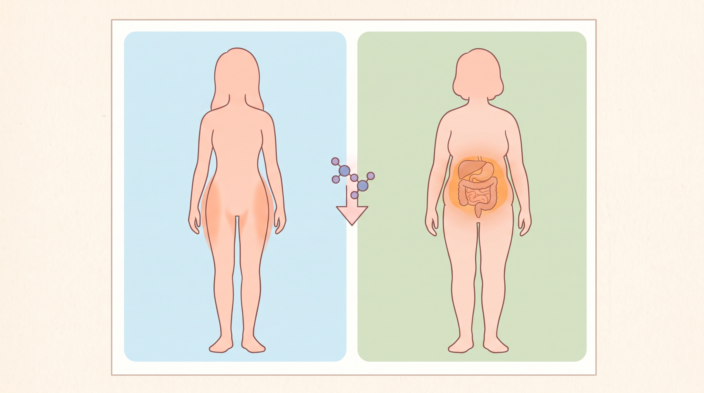 송우리 갱년기 복부비만 내장지방 포천한의원 - 여성호르몬이 줄면 살이 붙는 자리가 엉덩이에서 배로 옮겨갑니다